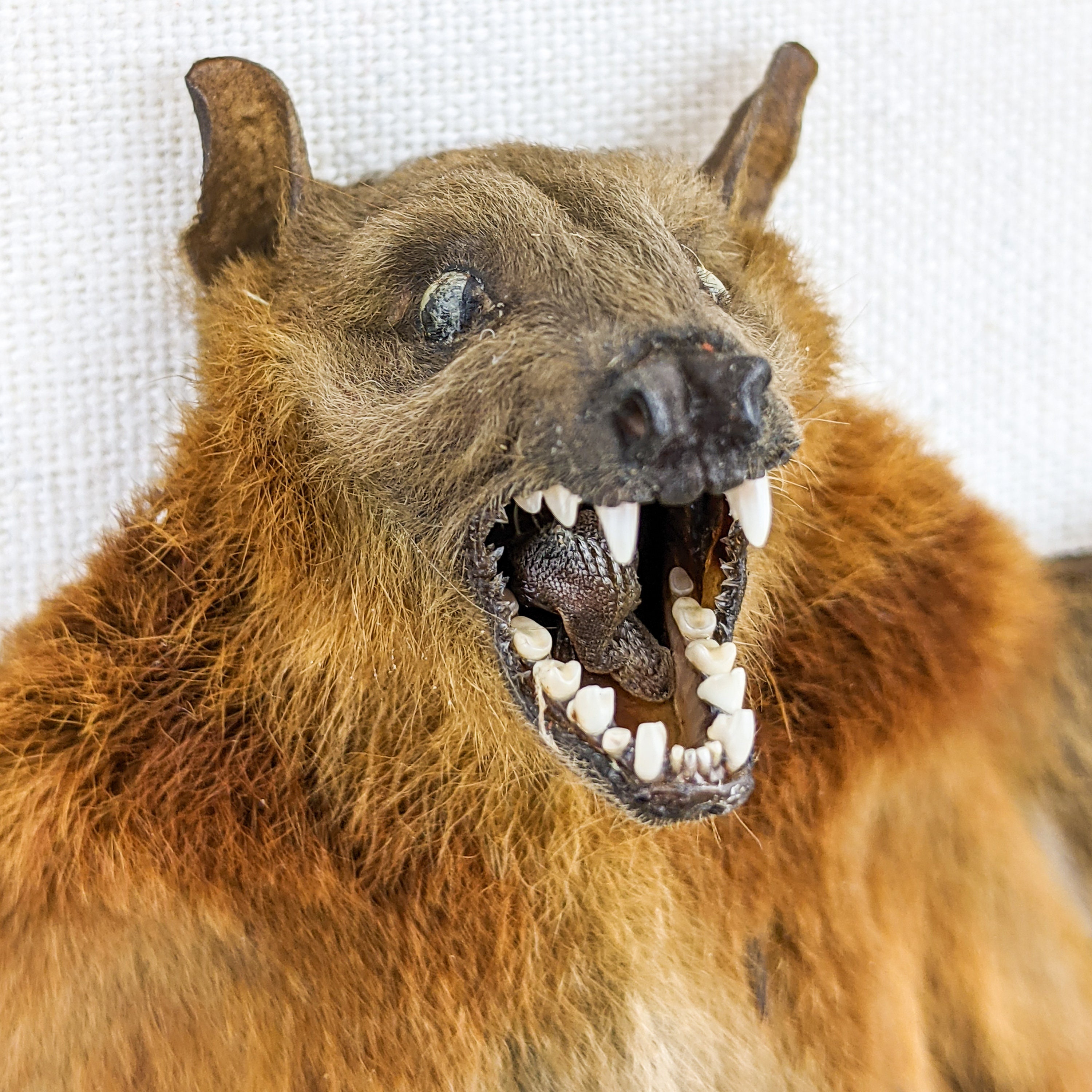 Details about   P13c Taxidermy Oddities Curiosities spread Bat Frame Dsplay collectible C Brach 