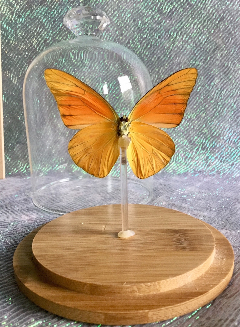 BF08 Taxidermy Entomology Butterfly Specimen Glass Dome Dsply insect collectible