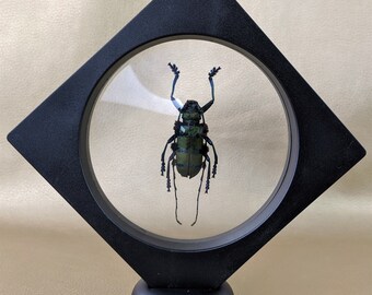 d45a Thysia Wallichi tricinta Floating Beetle Entomology Taxidermy real curiosities oddities curiosity real collectible educational specimen