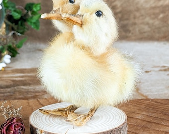 Two Headed Duck Duckling on wood species: A Platyrhynchos domesticus preserved specimen Macabre Anomaly bizarre curio small animal Mount