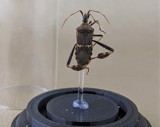 Q48 Leaf footed Bug glass dome Display Entomology Taxidermy Specimen oddities curiosity oddity curiosities display decor craft  collectible