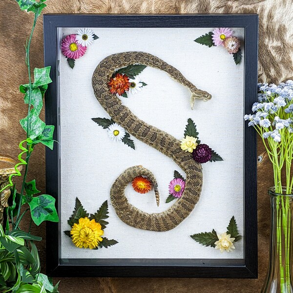 p19h Rattle Snake Taxidermy Oddities curiosities Framed Display Specimen framed Curiosities venomous Curiosity Decor Macabre Shadowbox