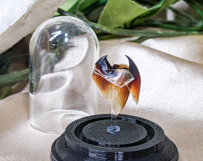 Small Squid Beak Glass Dome Display Specimen Taxidermy Oddities Curiosities home decor preserved curiosity cabinet educational macabre odd
