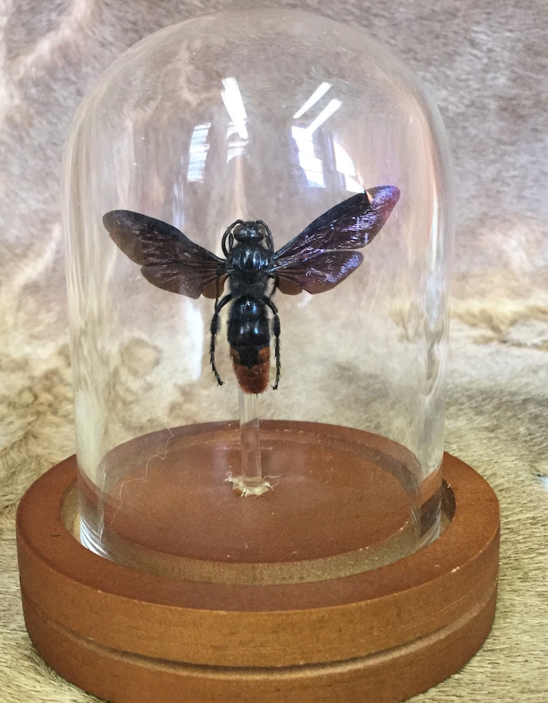 y45 Entomology Iridescent Scoliid Wasp Megascolia azurea Male Glass Dome Display collectible specimen insect