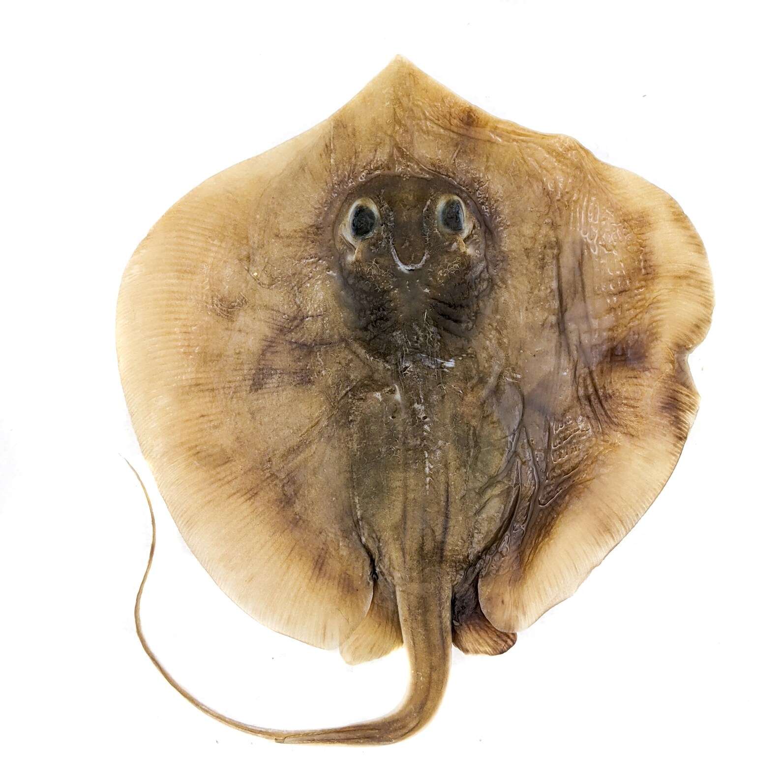 SALE AS1 ONE Small 34 Body Wet Specimen Atlantic Etsy