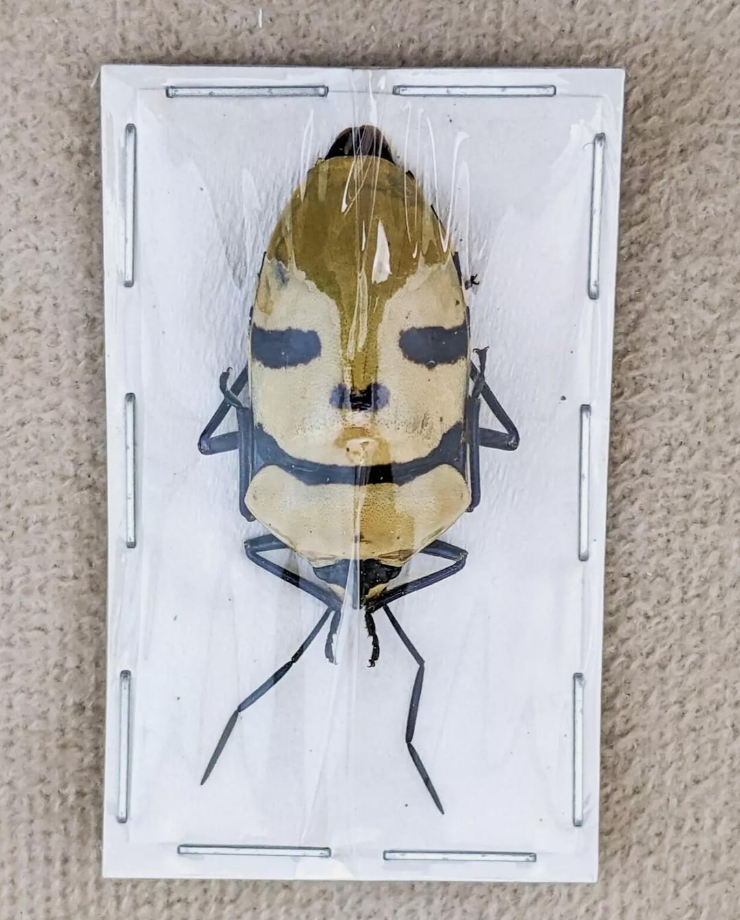 Man Faced Beetle Death Head Entomology Taxidermy Curiosities Oddities