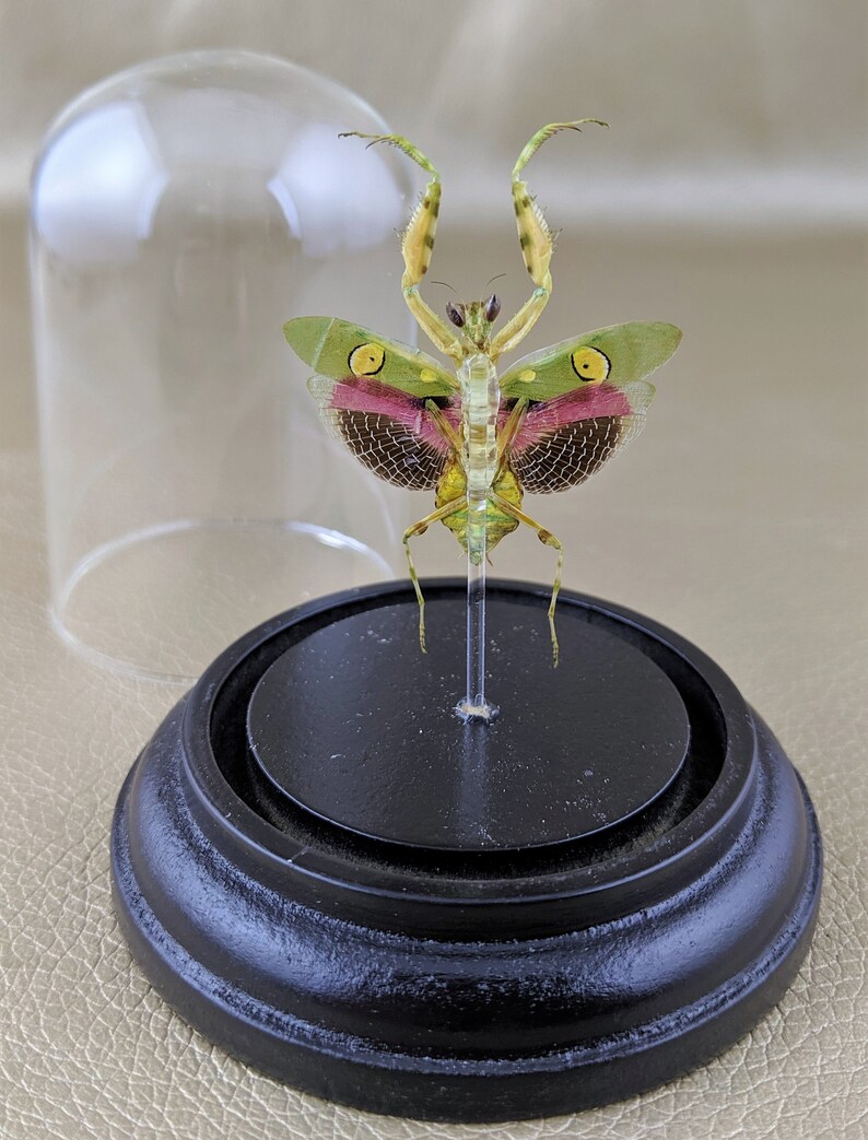 G79 Entomology Taxidermy Jeweled Flower Mantis Male Spread dome display specimen