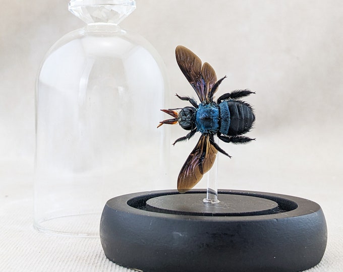 Blue Carpenter Bee Taxidermy Oddities entomology dome specimen nature winged insect bug collector nature entomologist Apiarist