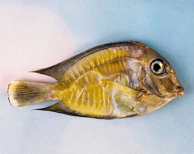 Yellow Tang Fish Taxidermy oddities collectible specimen educational nautical marine decor crafts preserved specimen props curiosity