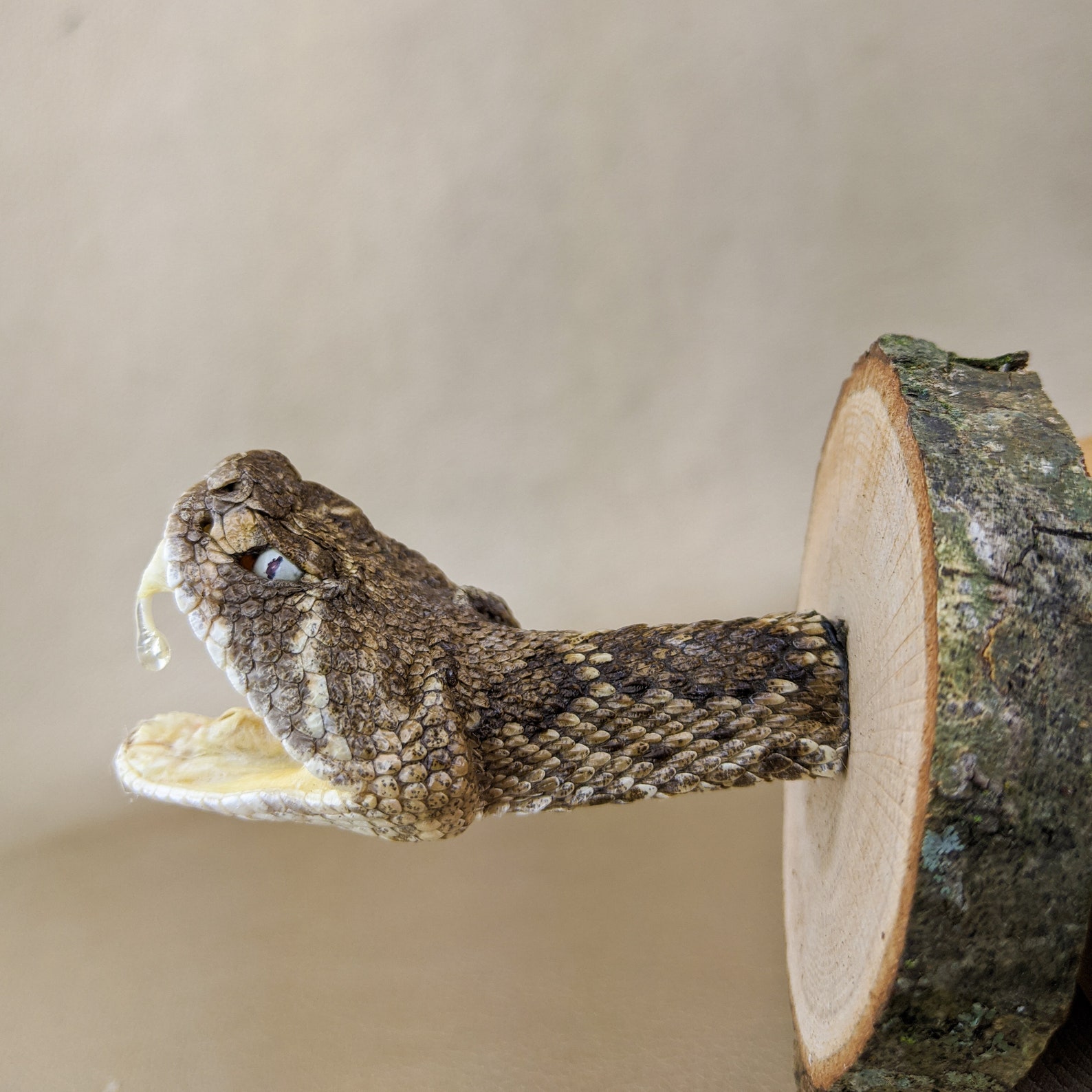 Y51b Taxidermy Oddities Curiosities Rattlesnake Snake Head Etsy