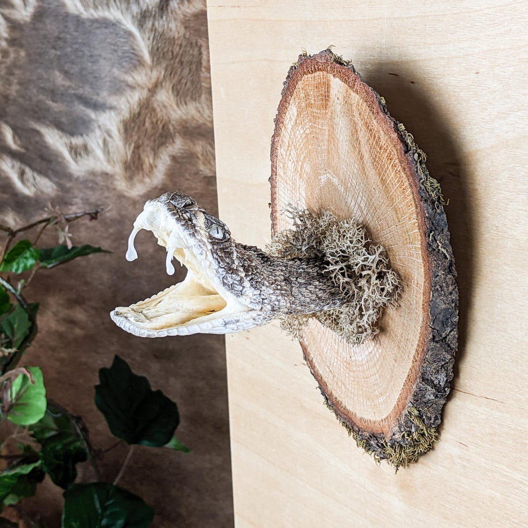 Rattlesnake Snake Head Display Taxidermy Oddities Curiosities ...