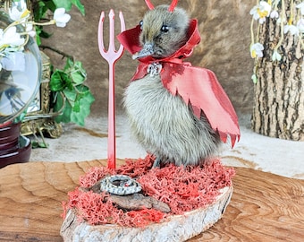 Devil Duck Baby duckling halloween curiosities decor snake spooky macabre preserved specimen curio cabinet oddities gift macabre art lucifer