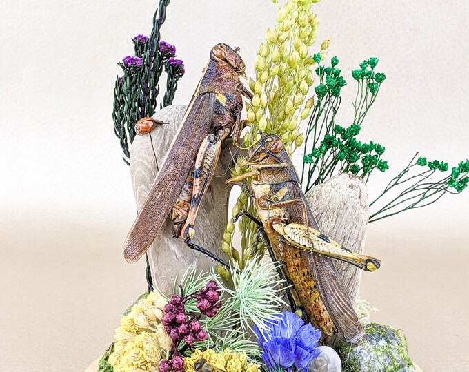 V16f Conehead Grasshopper Locust Dome Entomology Taxidermy Oddity Curiosity Curiosities Oddities Decor Insect Specimen collectible victorian