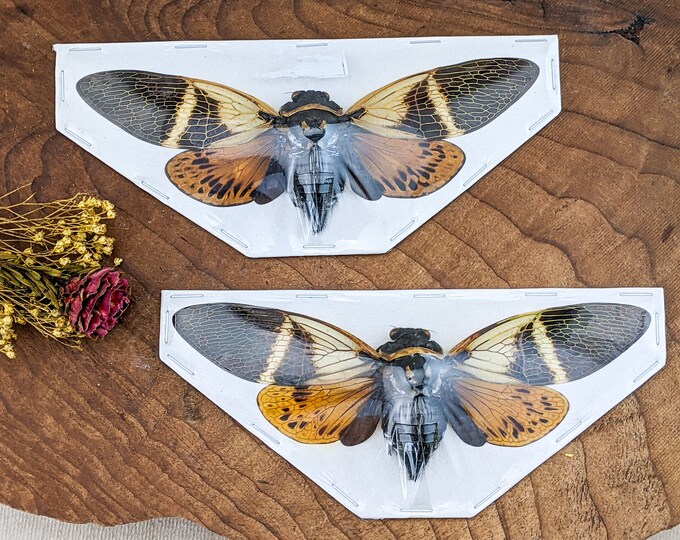 Cicada(2) Angamiana Floriduia  Spread Specimen Locust crafts Curiosities Insect locust Curiosity Educational entomology