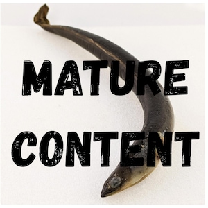 American Eel 14+&quot;  Wet Specimen Nautical (wet specimen) collectible display oddity curiosities fresh water oddities decor oddities gift