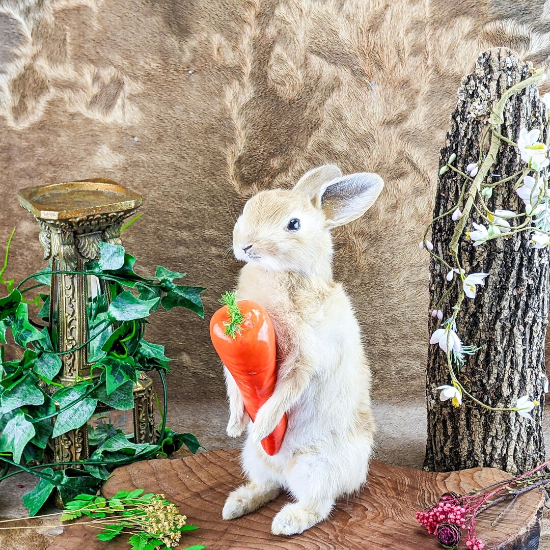 T20L Baby Bunny Rabbit Collectible Display Decor Taxidermy Oddities ...