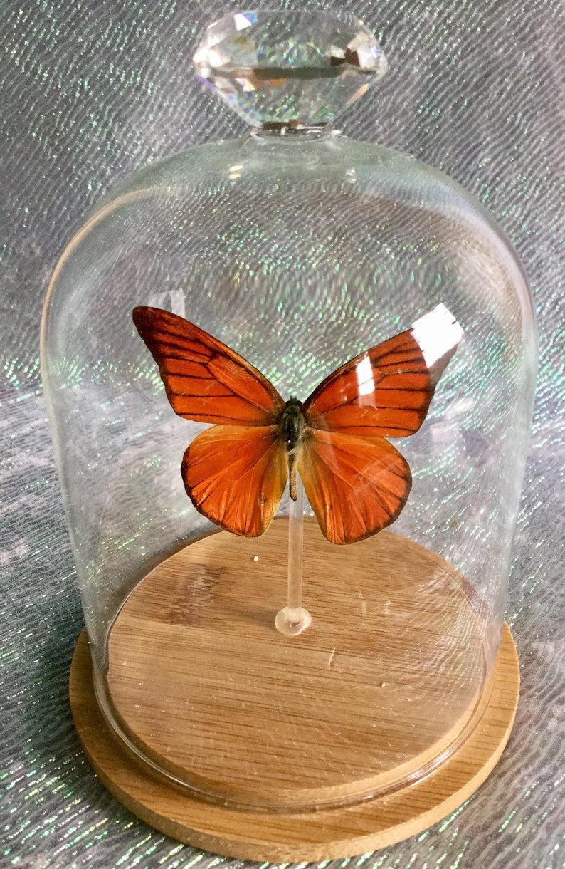 BF08 Taxidermy Entomology Butterfly Specimen Glass Dome Dsply insect collectible