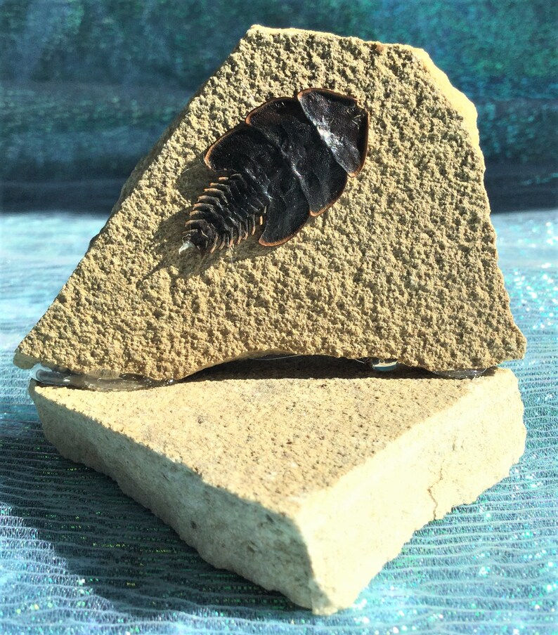 J33 Entomology Taxidermy Duliticola living fossil Beetle specimen Rock display