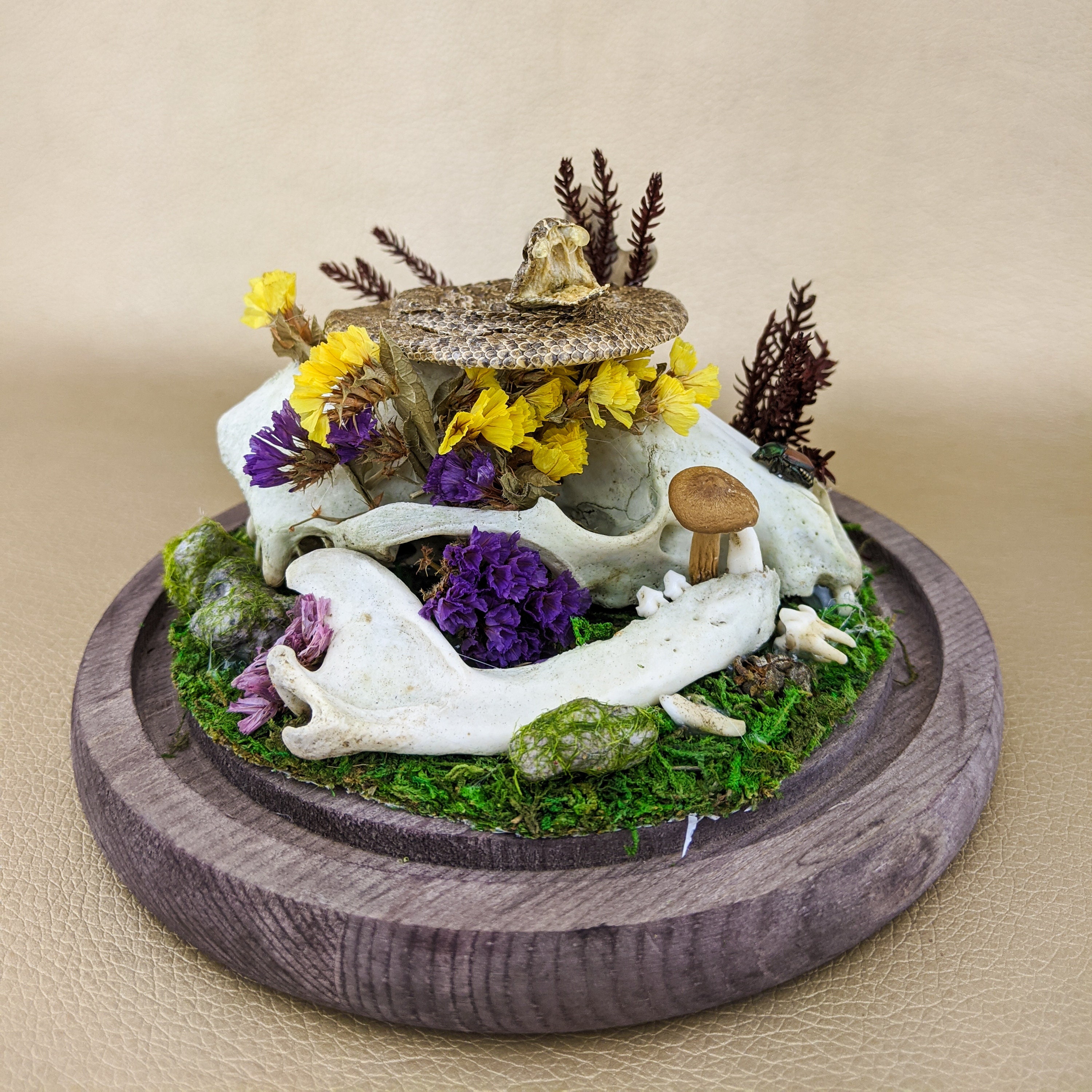 Rattlesnake Snake Glass Dome Display Taxidermy Oddities Curiosities ...