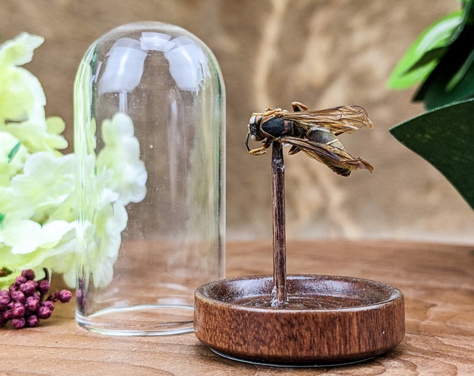 D17h Paper wasp glass dome Specimen entomology taxidermy oddities curiosities preserved specimen home decor educational insect bug