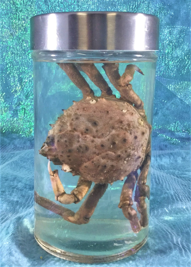 wet specimen collectible specimen jar display oddity curiosity cabinet aquatic Crab #1 Large Toad Crab specimen Wet Specimen Nautical