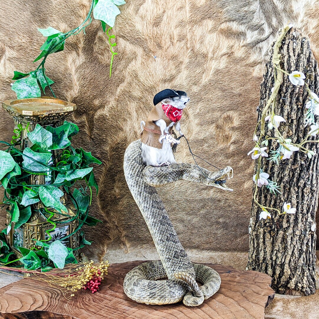 Real Mouse Real Rattlesnake Cowboy Round-up Taxidermy Curiosities ...