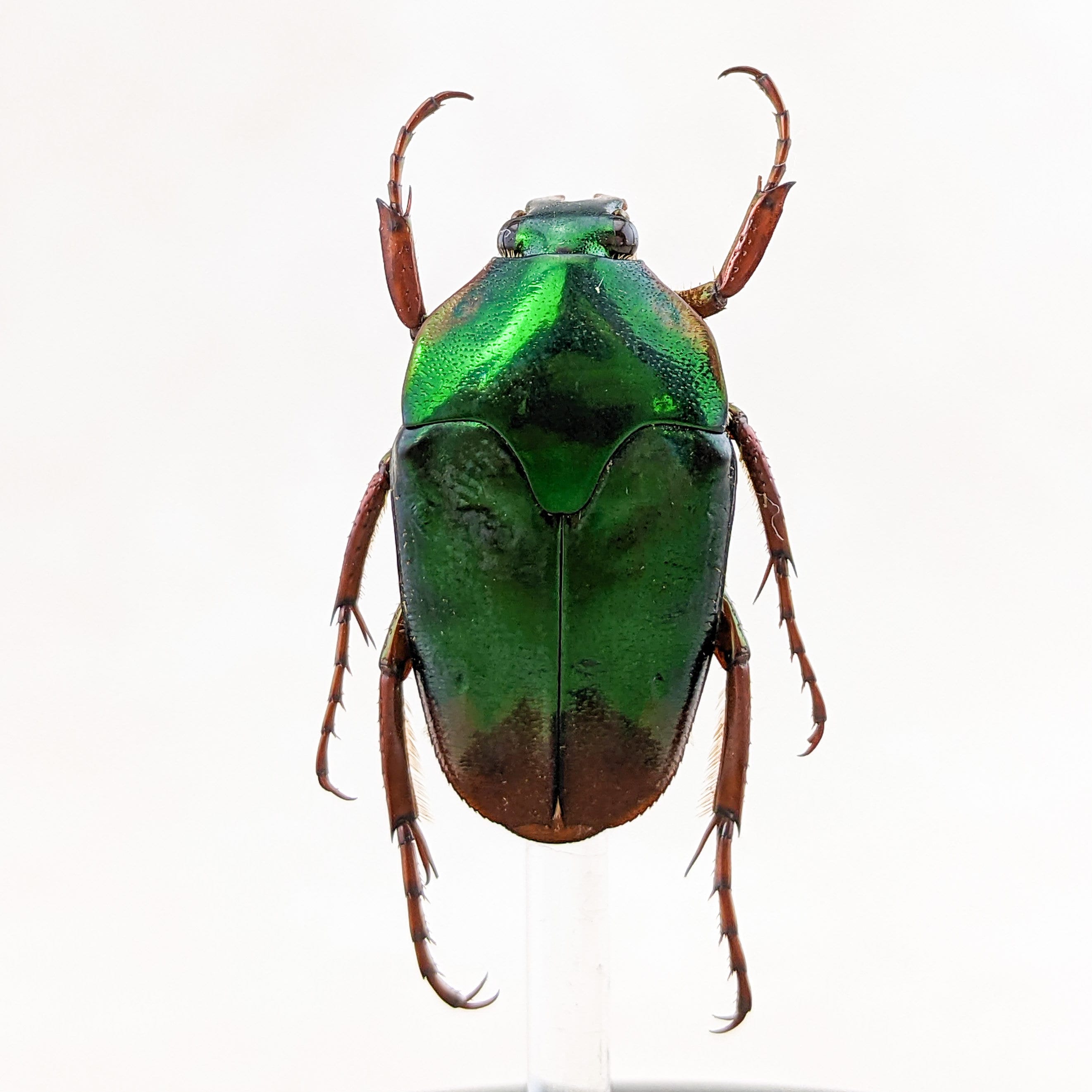 DeliciousTaylormade BeeAroundLil’BEEtle DeliciousTaylormade BeeAroundLil'BEEtle Antique Entomology