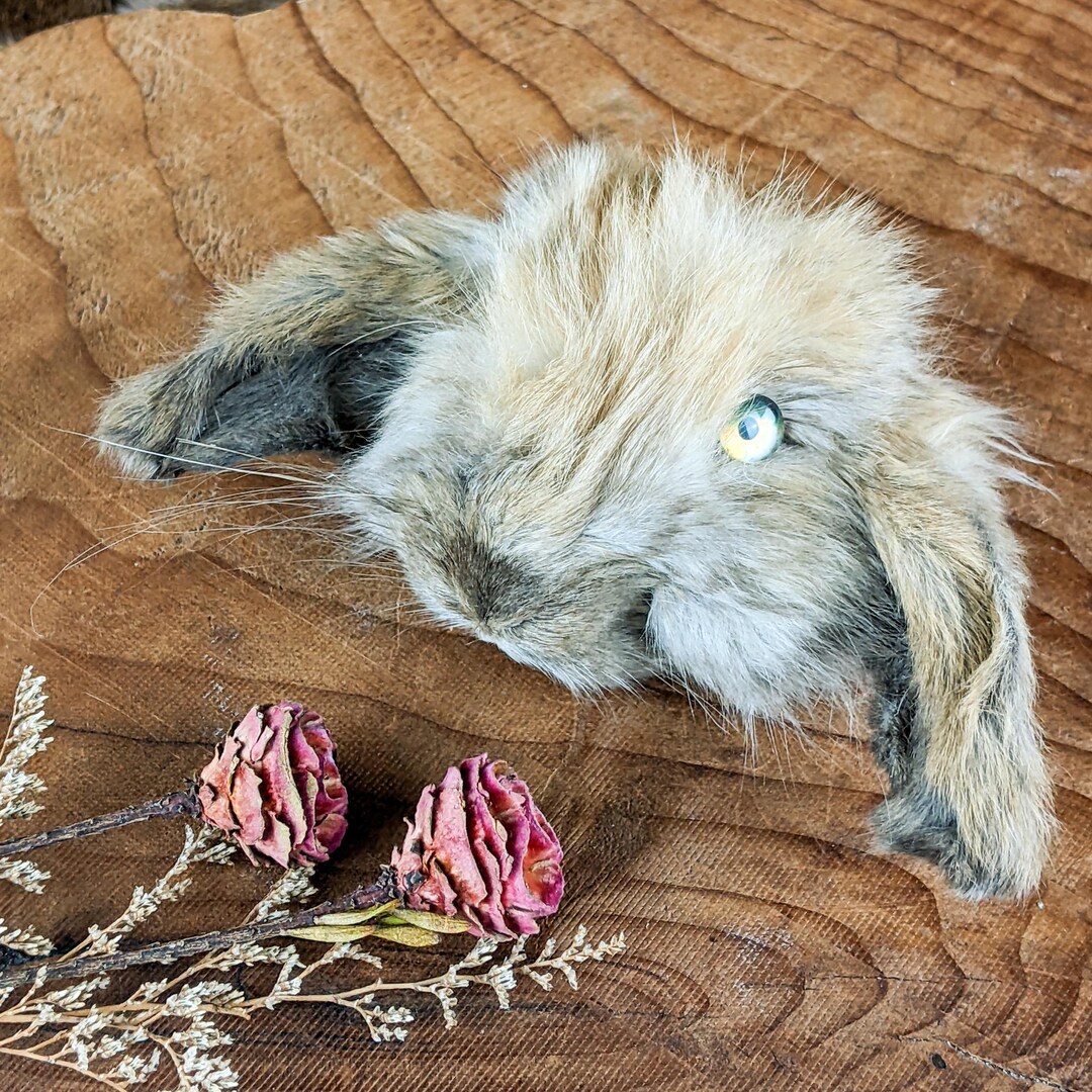 Bunny Rabbit Head Lop-eared for Crafts Specimen Taxidermy Oddities ...