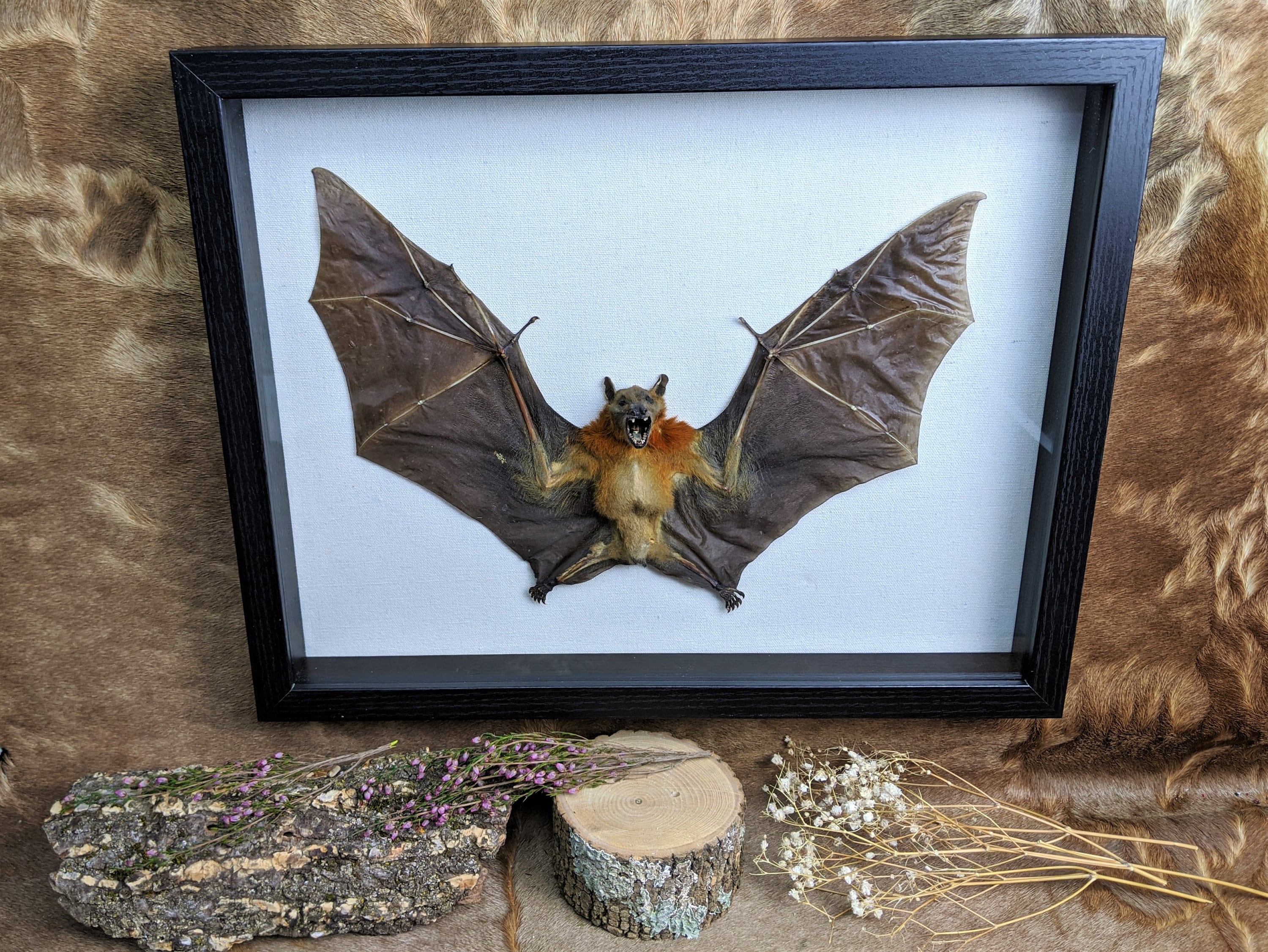 Home Décor Taxidermy Mummified Bat Taxidermy Bat Real Fruit Bat