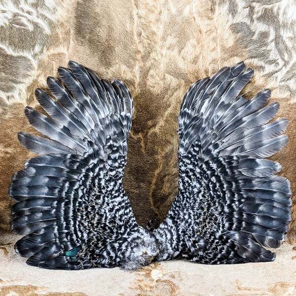 Bird Skins Fly Tying Etsy