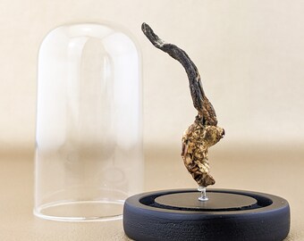 May include: A preserved Cordyceps mushroom specimen, displayed under a clear glass cloche. The mushroom has a dark brown, curved stalk and a textured, tan-colored body. It is mounted on a black circular base, creating a unique decorative piece.