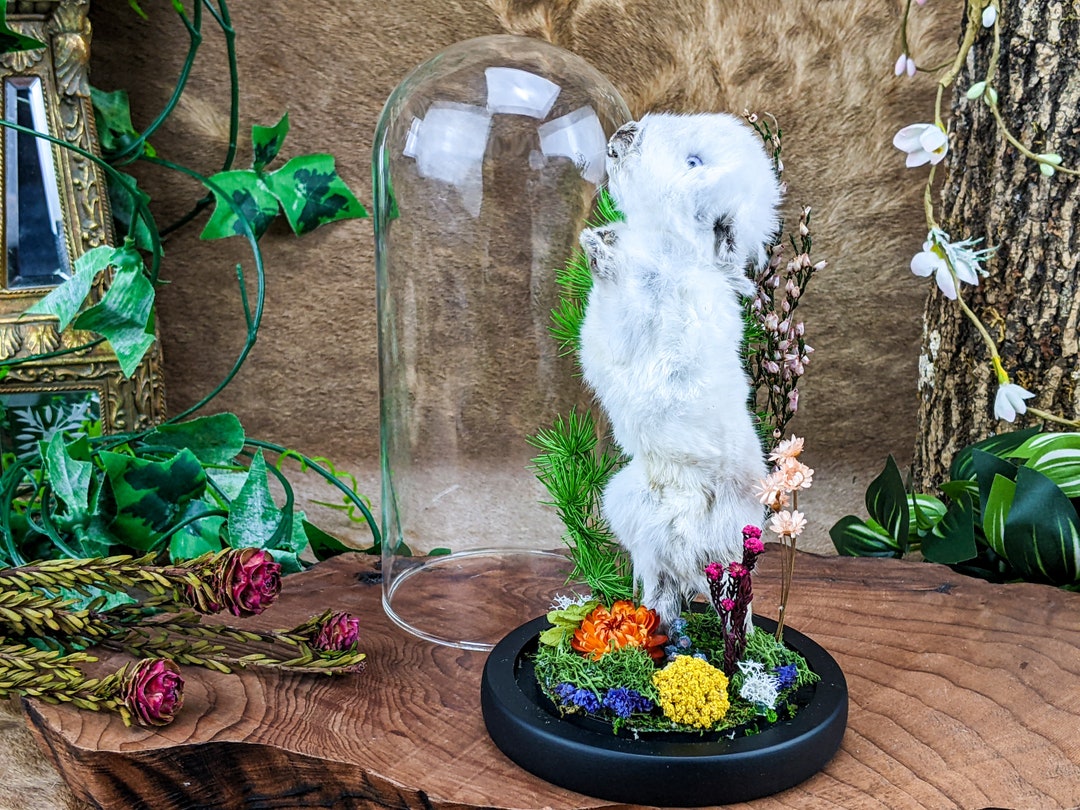 T20m Bunny Rabbit Taxidermy Preserved Baby Domestic Glass Dome Display ...