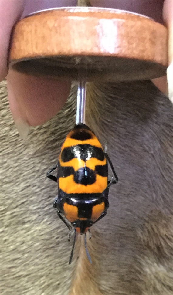 t6b Entomology Taxidermy Man Faced Beetle framed display Specimen Collectible insect bug decor