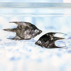 2 Angelfish fish small aquarium collectible nautical educational curio cabinet nautical decor oceanology marine biology life ocean craft