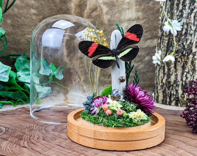 Dmgd Butterfly Glass Dome Display Entomology taxidermy Oddities curiosities specimen oddity curiosity preserved Insect collectible bugs