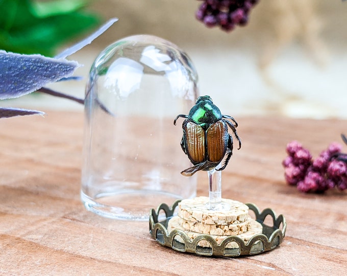 Japanese Beetle Glass Dome Entomology Taxidermy display collectible oddity Curiosity Cabinet Home Decor Educational Specimen Insect