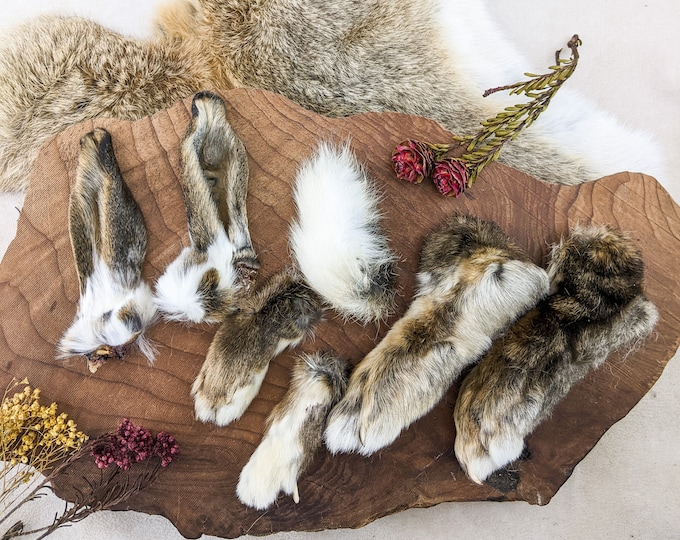 Rabbit Feet Tail & Ears (4- 4 1/4") craft fur bunny set of  7 Real match craft fur bunny parts craft prop Collectible fur preserved specimen
