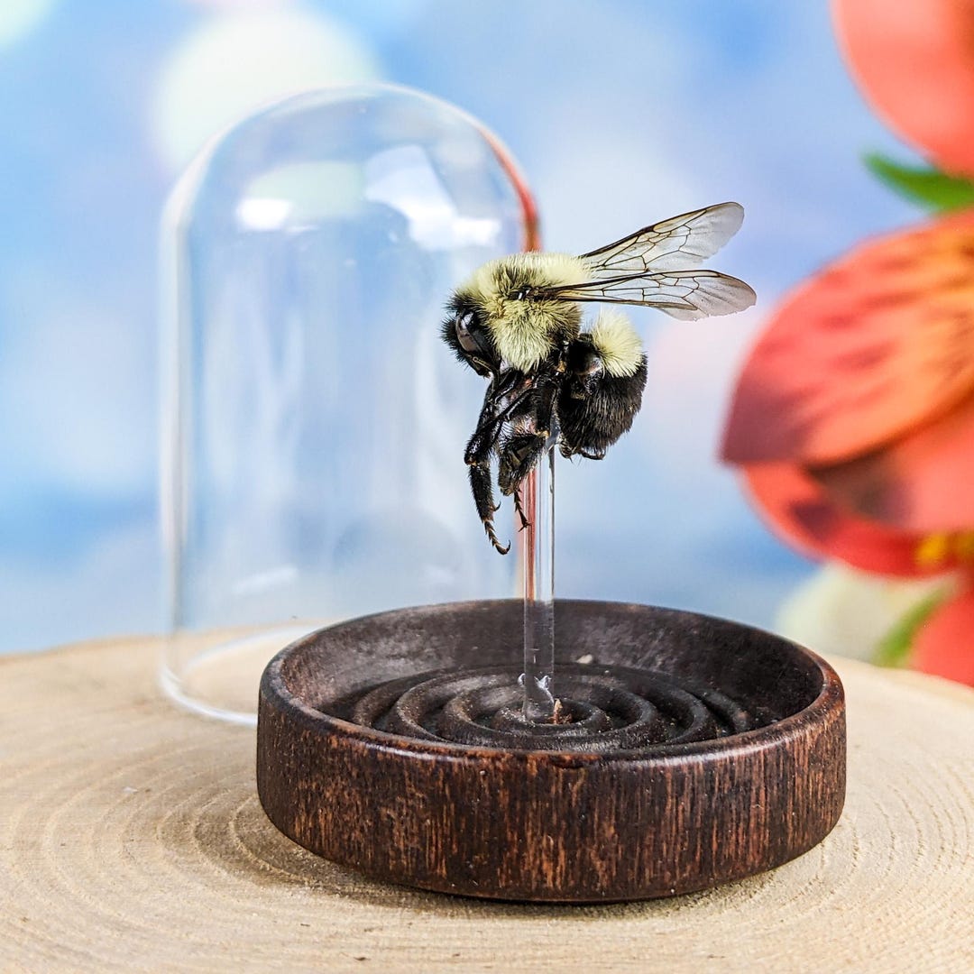 Bumble Bee Glass Dome Display Oddities Curiosities Display Gift Bug ...