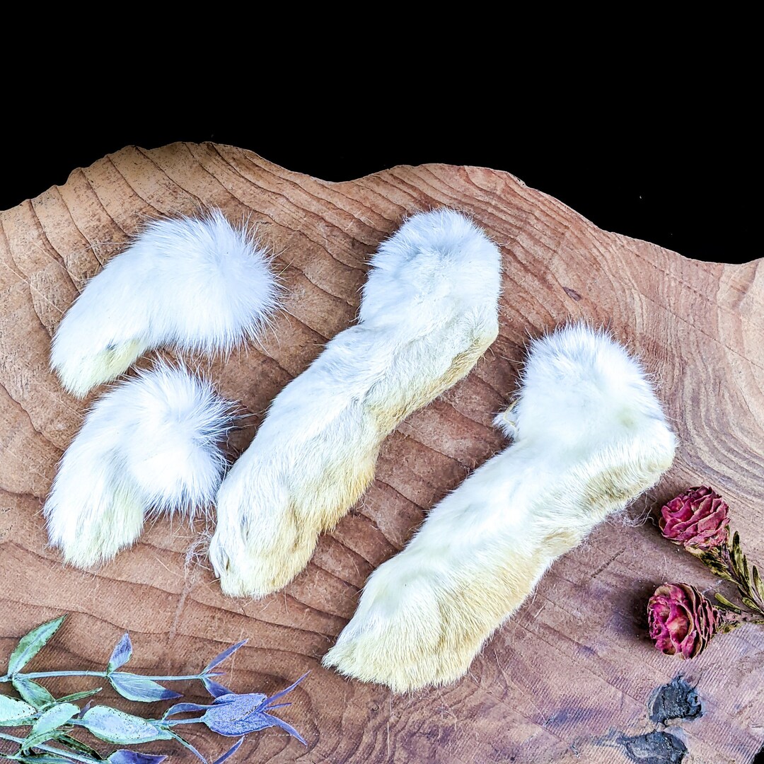 Fake Rabbit Paws Rabbit Feet Craft Taxidermy 1 Set of 4 Real Matched Fur Bunny Oddities ...