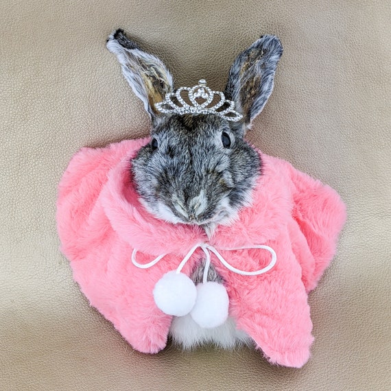 A55 Bunny Rabbit Princess Anthropomorphic Taxidermy Curiosities Oddities  Home Decor Mount Hanging Display Collectible Specimen Pink Tiara -   Canada