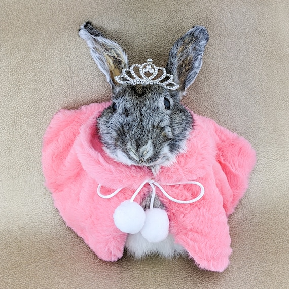 A55 Bunny Rabbit Princess Anthropomorphic Taxidermy Curiosities Oddities  Home Decor Mount Hanging Display Collectible Specimen Pink Tiara -   Canada