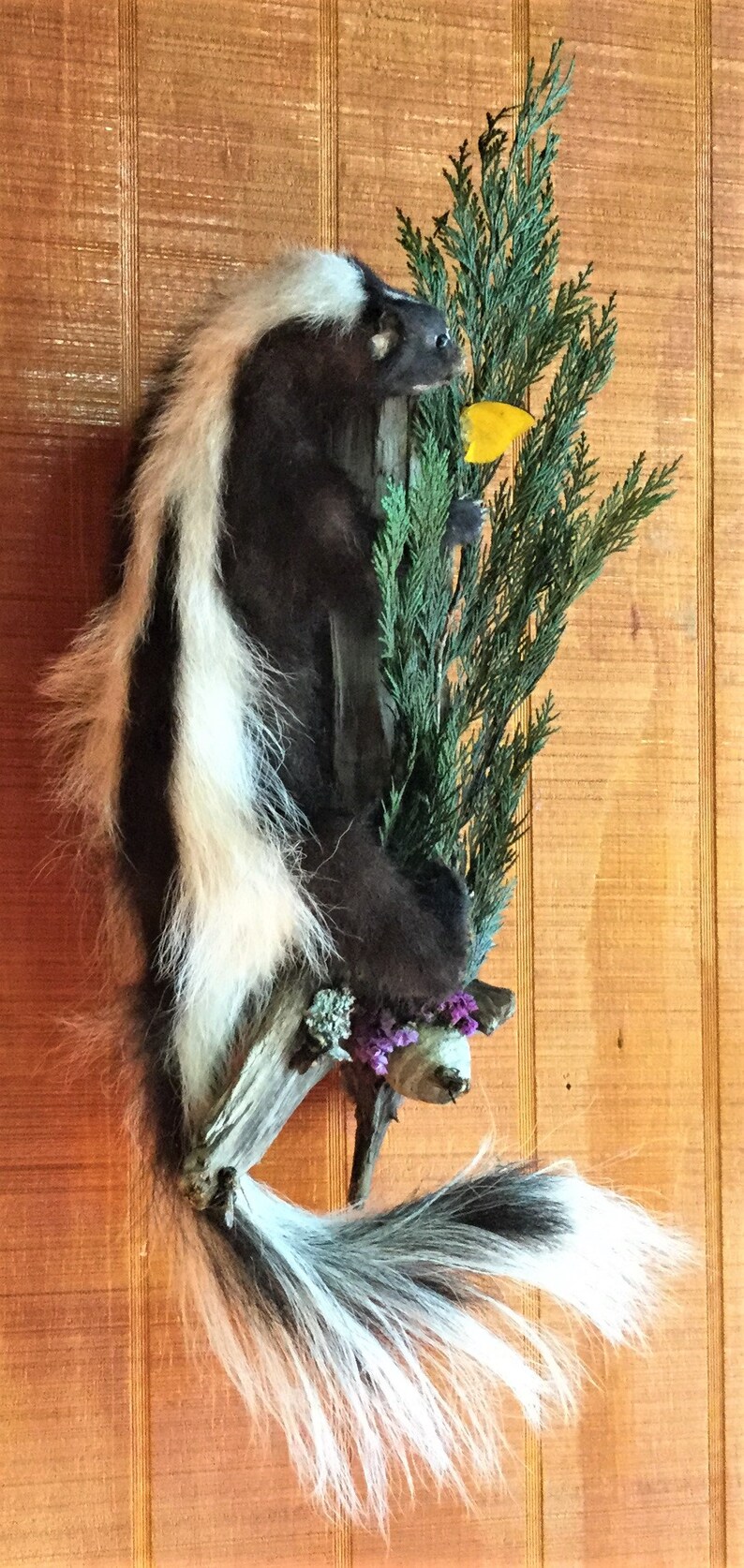 Z Taxidermy Hanging Skunk Mount Display butterfly bees collectible specimen mount specimen Bees Curiosity Oddity Oddities home decor