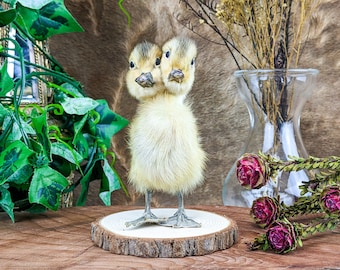 Two Headed Duck Duckling standing on wood Oddities Curiosities collectible decor preserved specimen Macabre Anomaly Mount