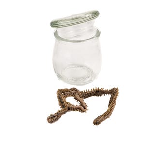 Sand Worm Wet Specimen Nautical Display SandWorm or Lugworm biology marine nautical scientific educational oddities curiosities macabre gift
