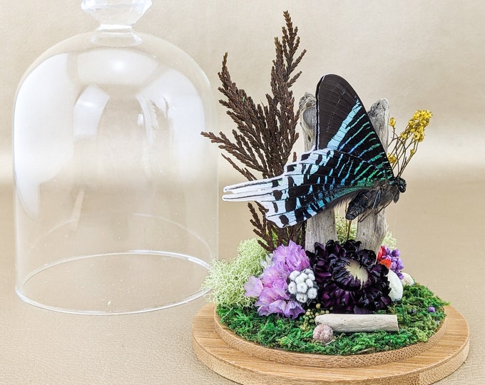 Bf65 (UL) Butterfly Moth Victorian Style Glass Dome Display Taxidermy Entomology Oddities Curiosities Specimen collectible preserved decor