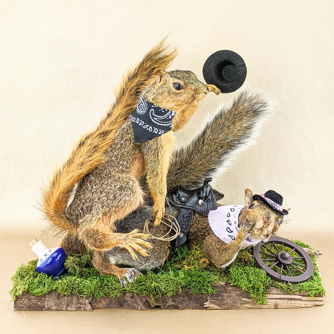 L44i Red Gray Squirrels Naughty Cowboy Cowgirl Taxidermy Curiosity Oddities  Full Mount Anthropomorphic Collectible Decor Sexy Western Funny 