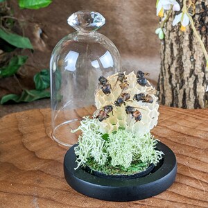 Honey bees comb Glass dome Entomology Taxidermy display curiosities display cottagecore decor whimsical gifts honeycomb bug collector insect