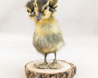 Three Headed Duck Duckling standing wood Oddities Curiosities collectible decor preserved specimen Macabre Anomaly Mount fantasy gift