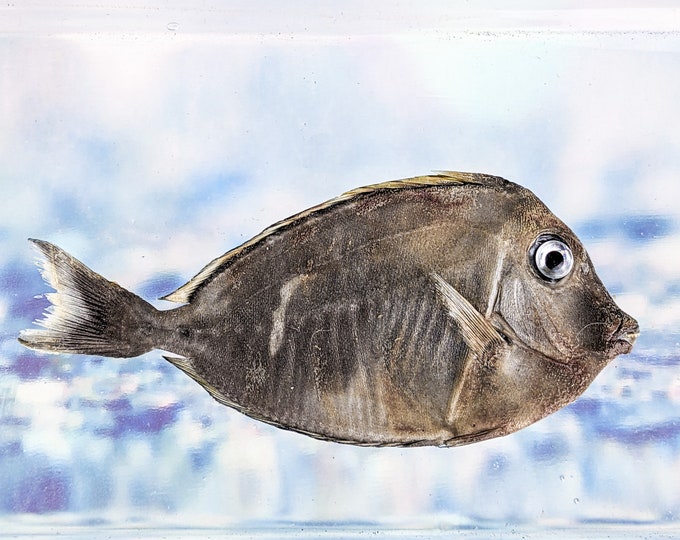 Fsh8 Naso Tang fish specimen Taxidermy oddity collectible education saltwater marine decor crafts preserved specimen props curiosity aquatic