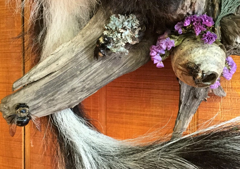 Z Taxidermy Hanging Skunk Mount Display butterfly bees collectible specimen mount specimen Bees Curiosity Oddity Oddities home decor